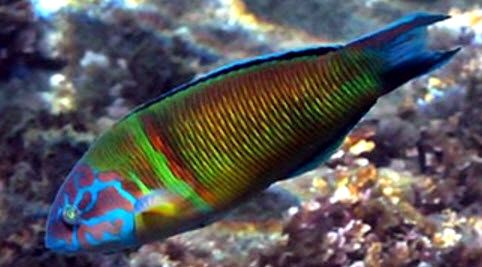 Thalassoma pavo_00002